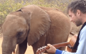 Damon Albarn le canta “Mr Tembo” al elefante de la canción
