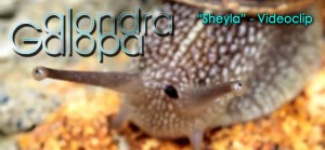 "Sheyla" primer videoclip de Alondra Galopa - theborderlinemusic.com