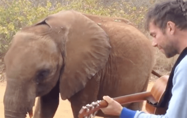 Damon Albarn Le Canta Mr Tembo Al Elefante De La Canci n The Damon Albarn Le Canta Mr Tembo Al Elefante De La Canci n The